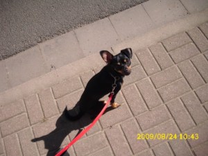 Wahlkampftag 16 002 Eine treue Begleiterin im Wahlkampf...